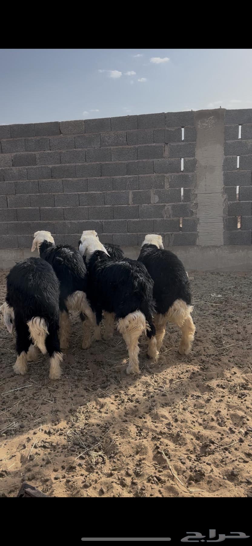 للبيع طلين نجد63766050637571111