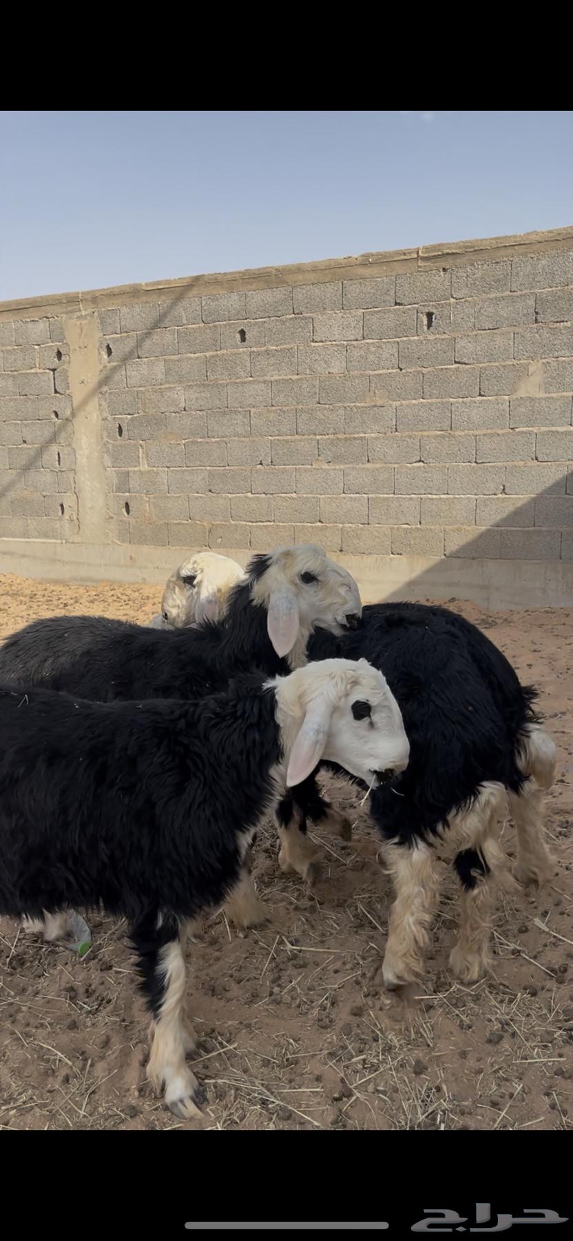 للبيع طلين نجد63766050637571113