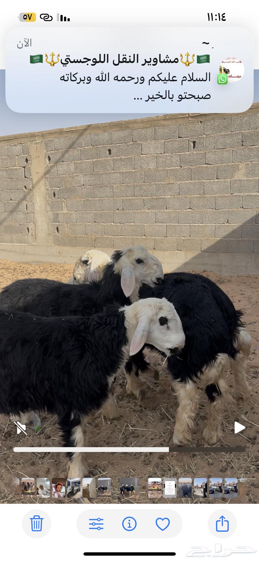 للبيع طلين نجد63766050637571114