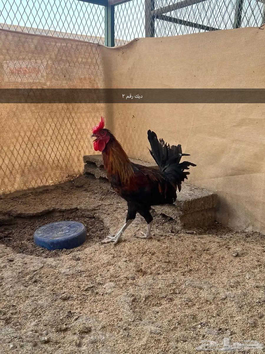 3 ديوك لبيع بلدي عرفين63762096180737110