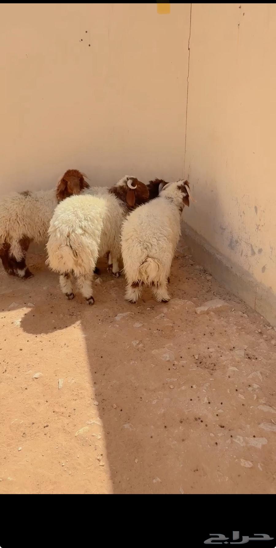 طليان نعيم فاخر الرياض حي الشفآء آي مكان نوصل في ذبح باقي 463767439700737111