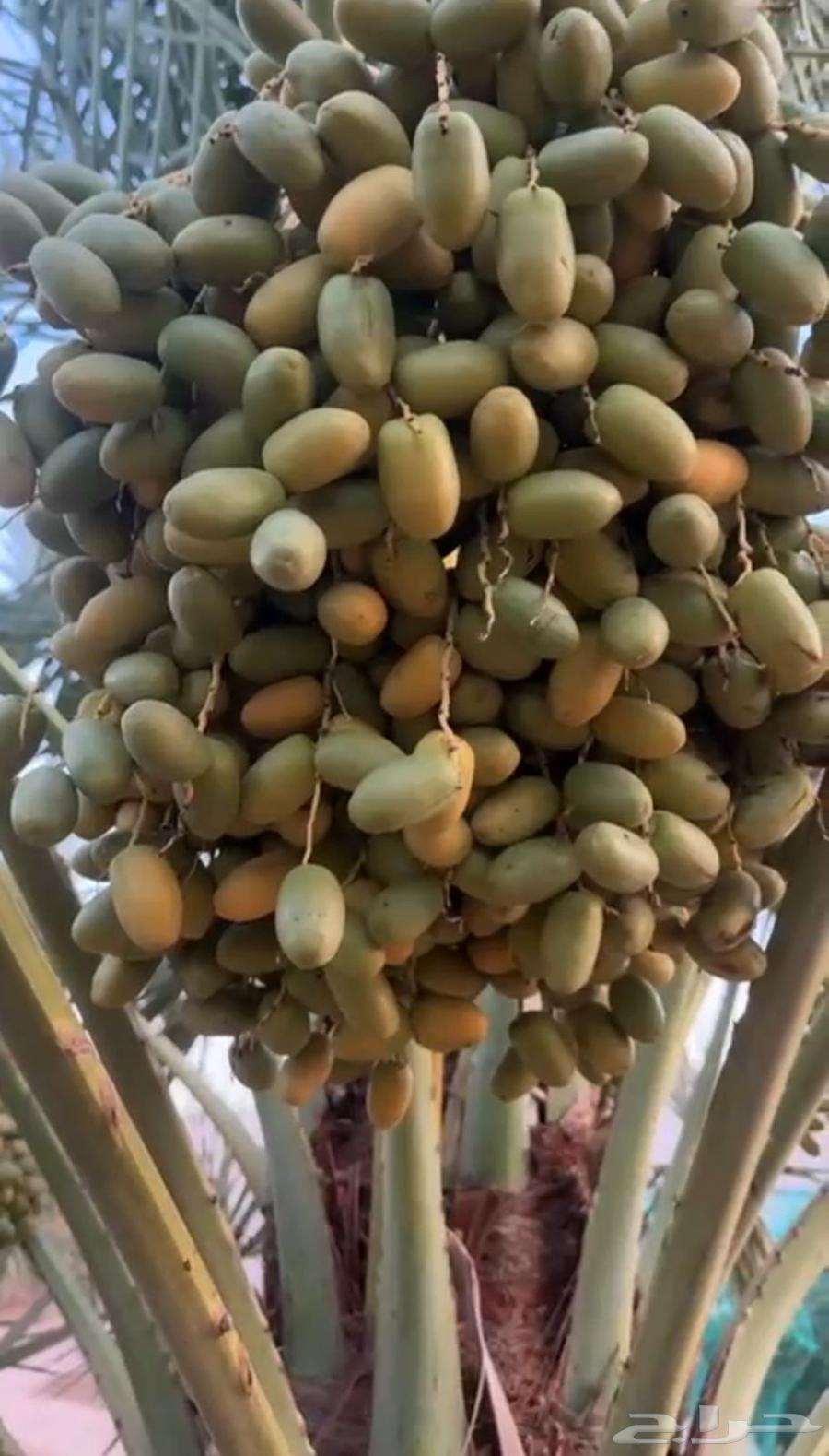 Dates - Premium High-Quality Dates63766440250499112
