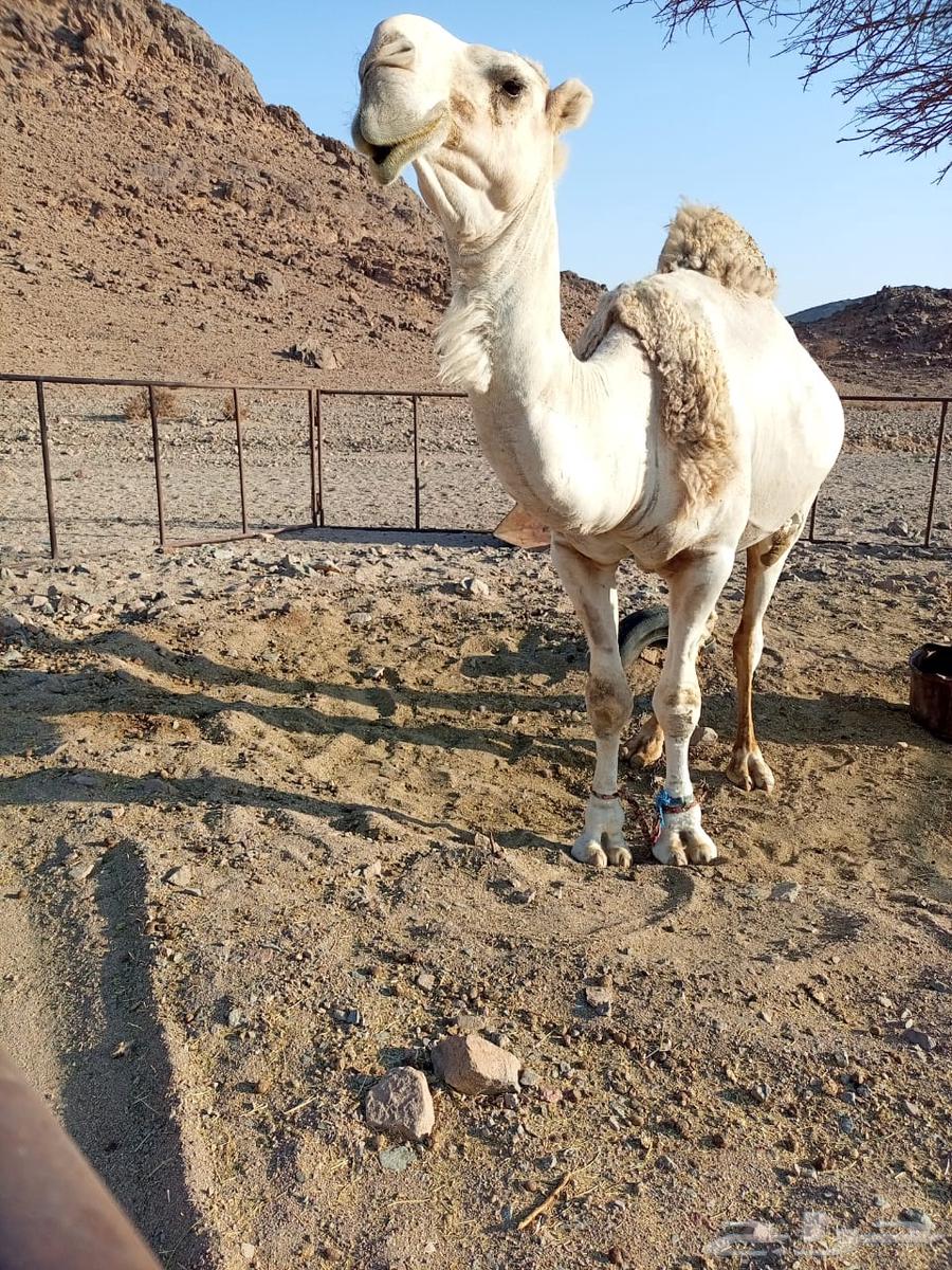 فحل للبيع سنه رباع مشروط لتواصل63773905766786110