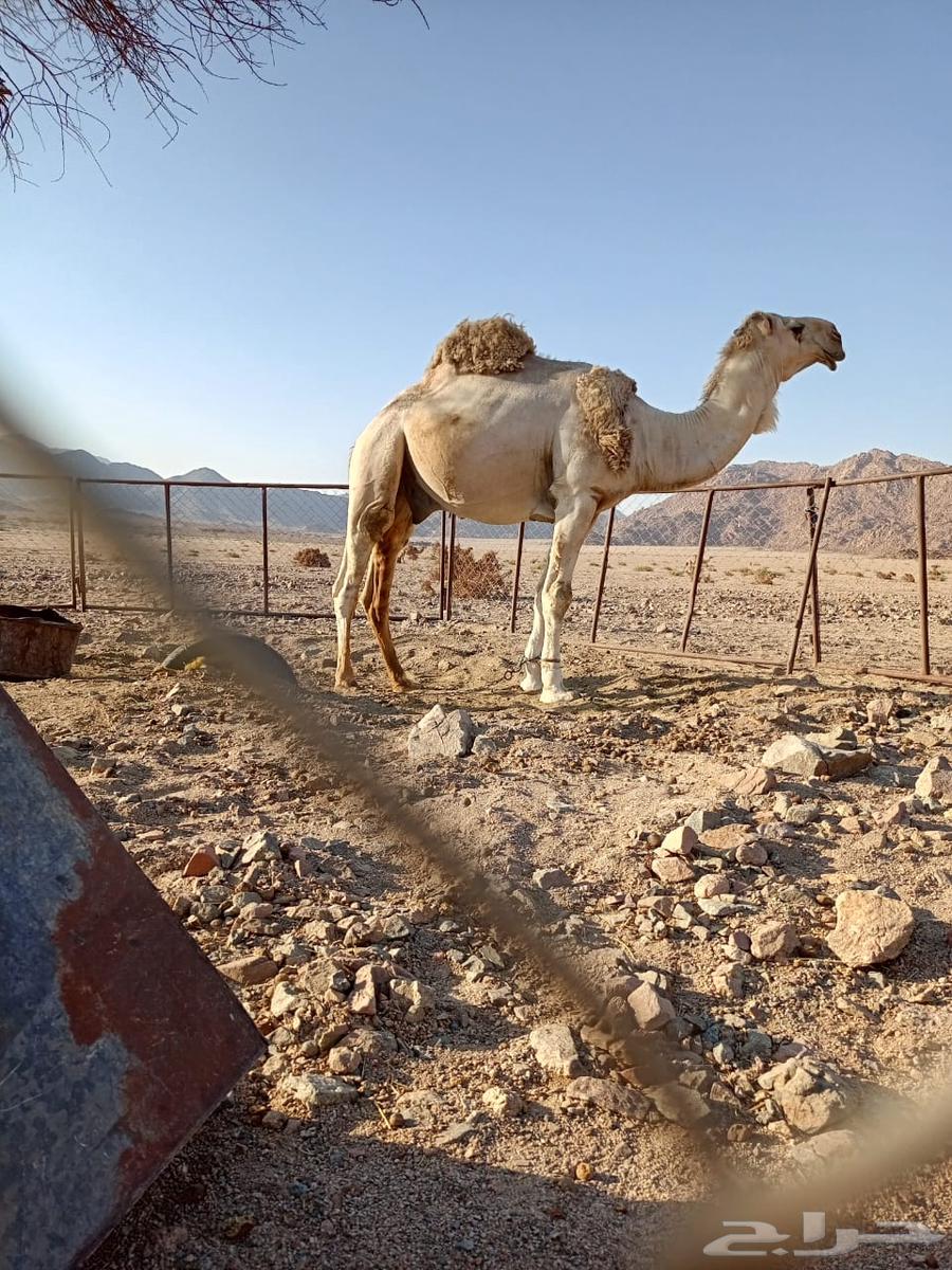 فحل للبيع سنه رباع مشروط لتواصل63773905766786111