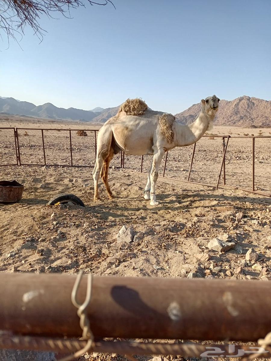 فحل للبيع سنه رباع مشروط لتواصل63773905766786112