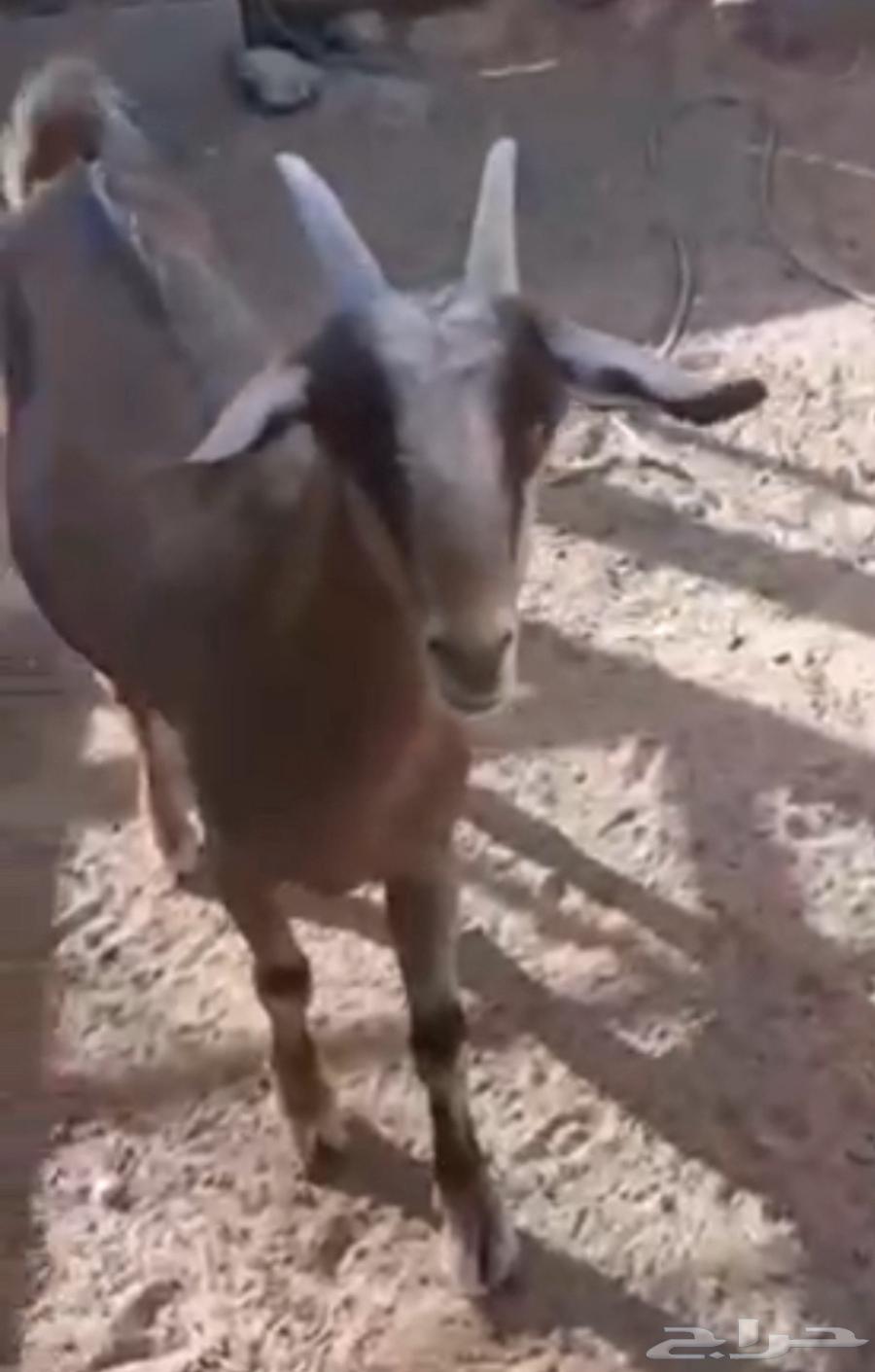 معزاء للبيع63678471374849110