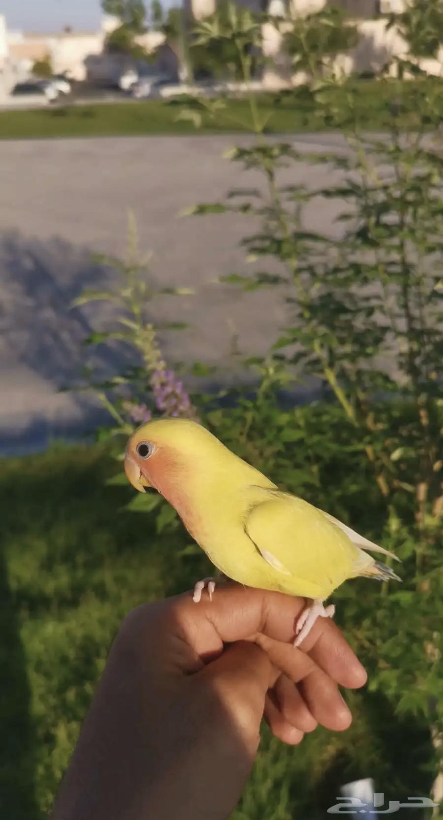 روز هدد الزين ياهل الزين63765460453761110