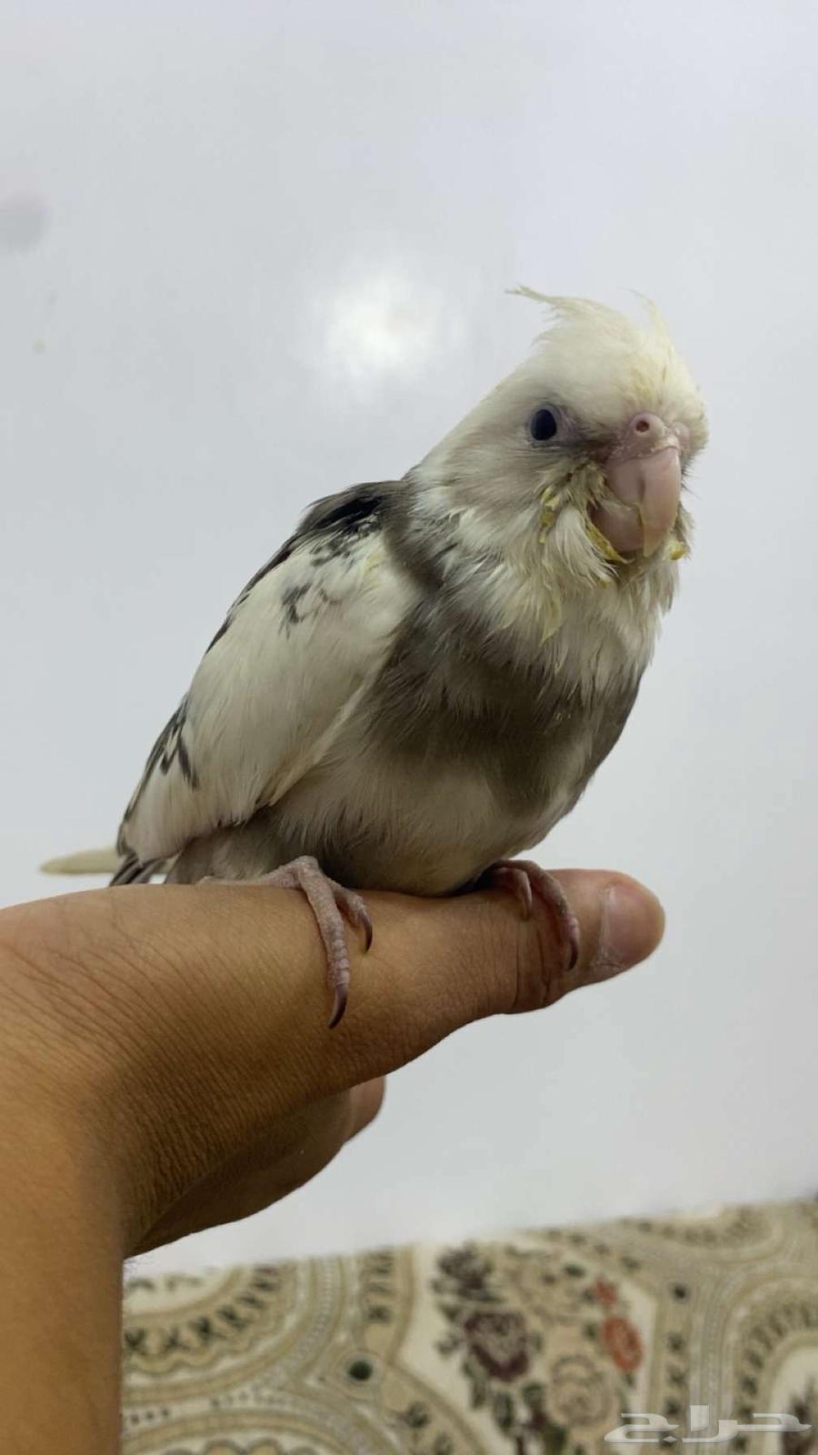 كروان هدد داخلي وخارجي للبيع63777109626241112