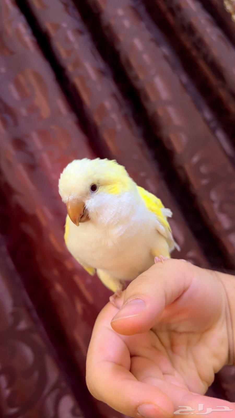 Quaker Enu Rare Long Bird, Affectionate, Talks and Mimics (Sold)63768921079043112
