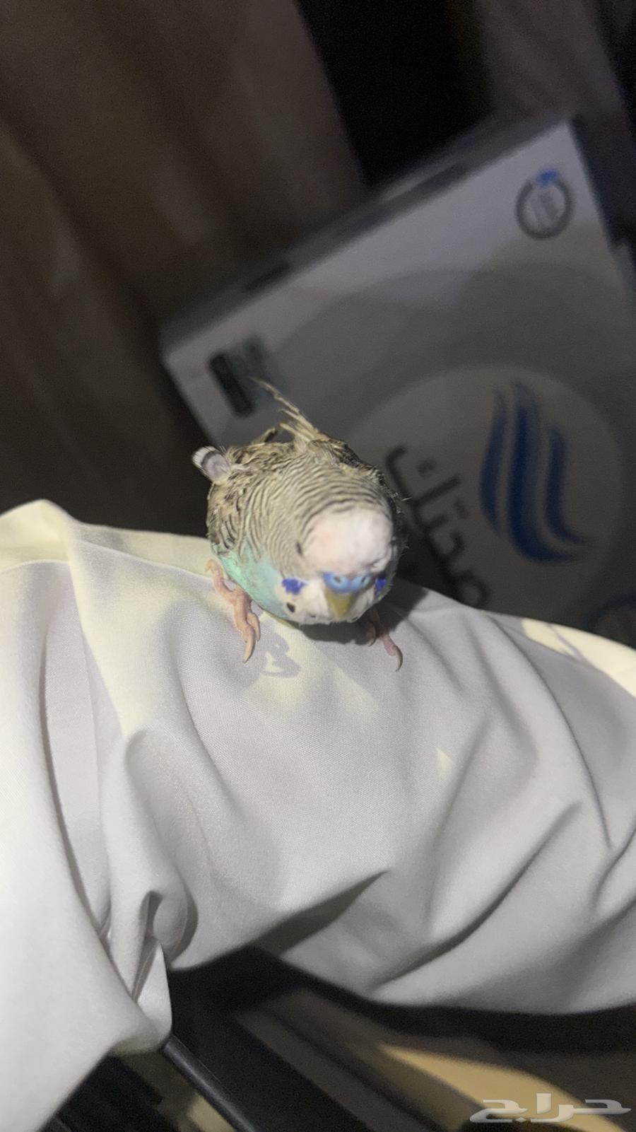 Bird63781898984962110