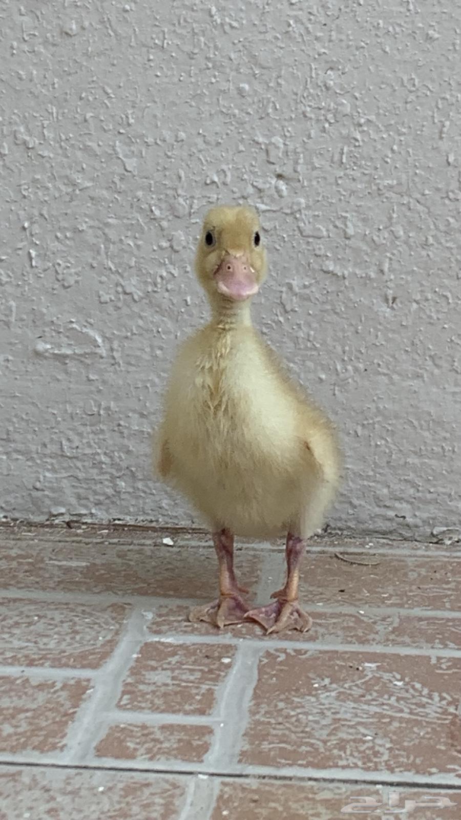 Duck with its food and net63782599134723112