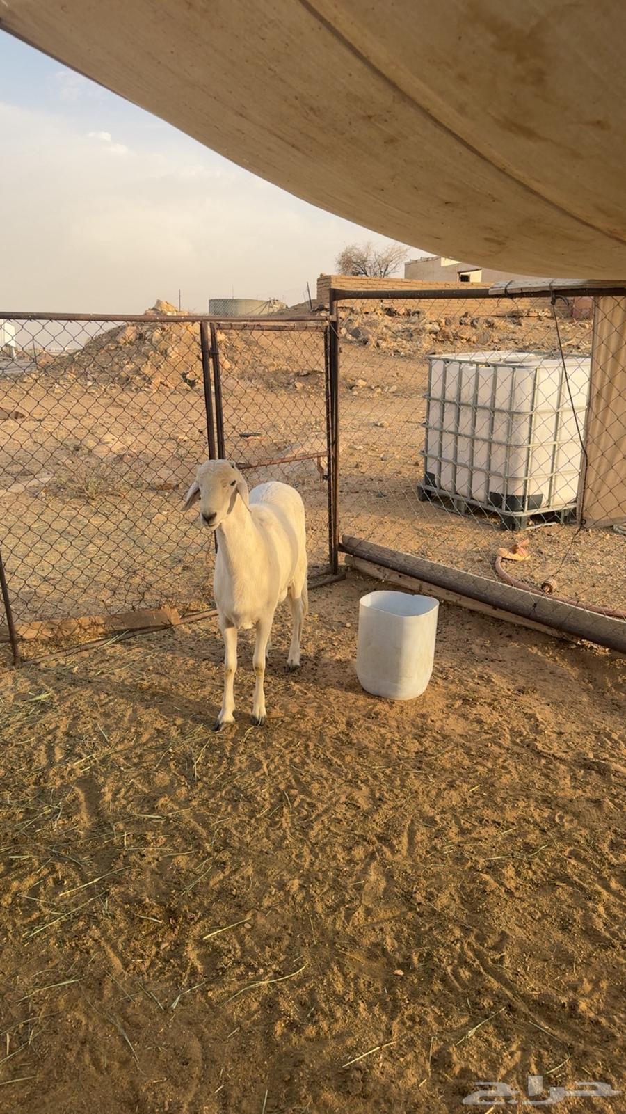 خروف جذع للبيع فحل كفوو مشروط تم البيع63784215294466111