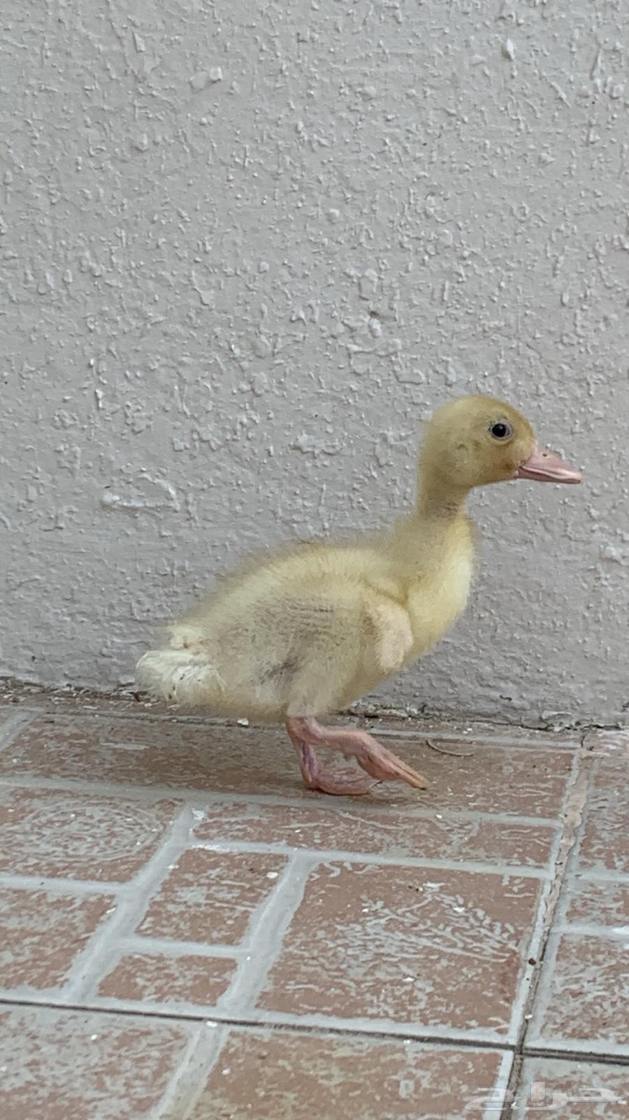 Duck with its food and net63782599134723110