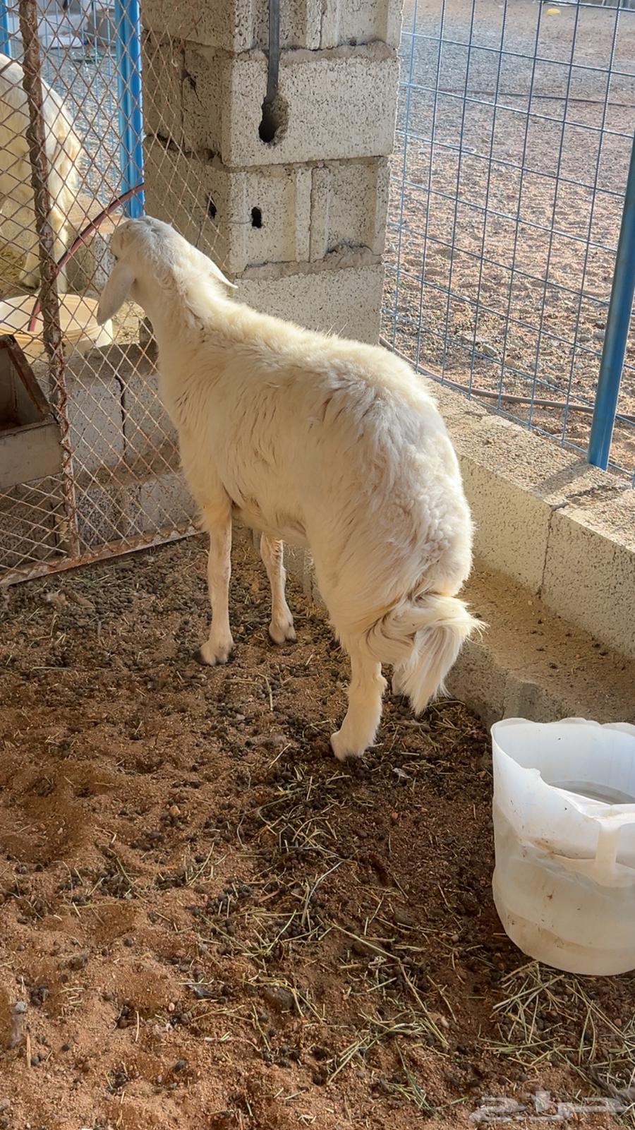 طلي حري للبيع63776808498946111
