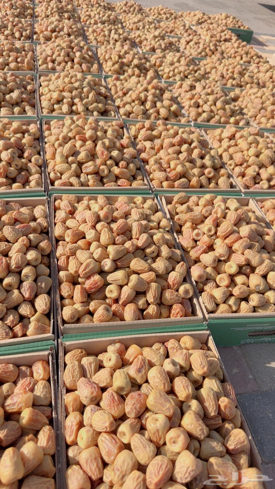 Premium and soft twisted dates guaranteed63776810986625114