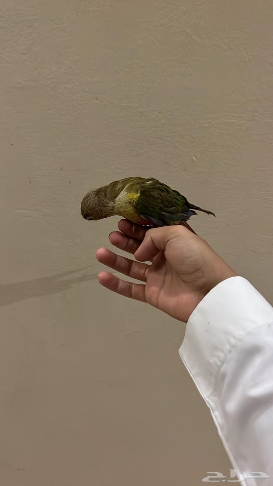 عرض ما يتفوت كنيور اليف هدد خارجي63748270406017113