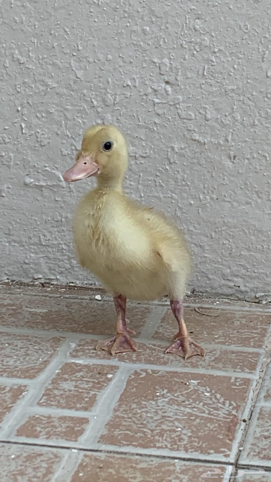 Duck with its food and net63782599134723111
