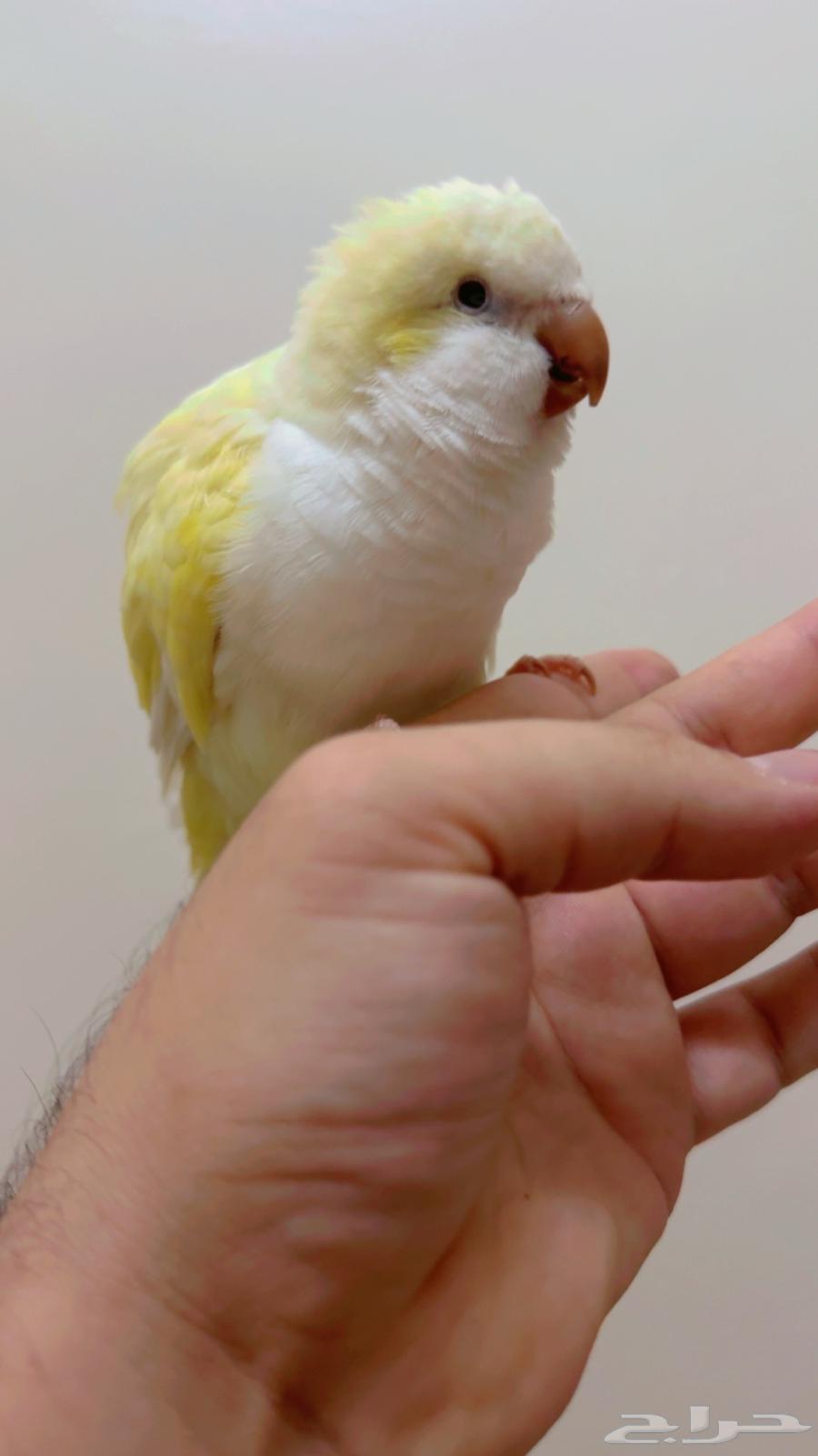 Quaker Enu Rare Long Bird, Affectionate, Talks and Mimics (Sold)63768921079043110