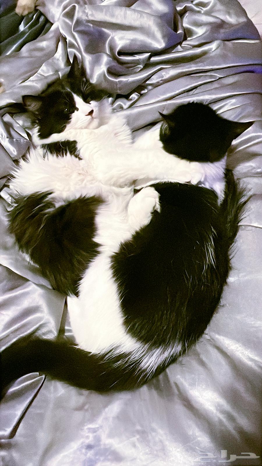 Kitten cats for sale63787365759235112