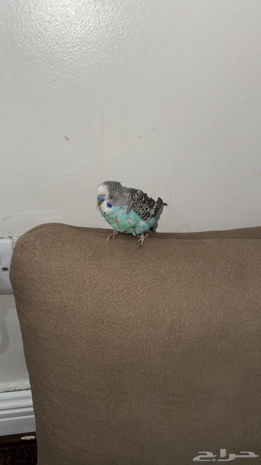 Bird63781898984962111