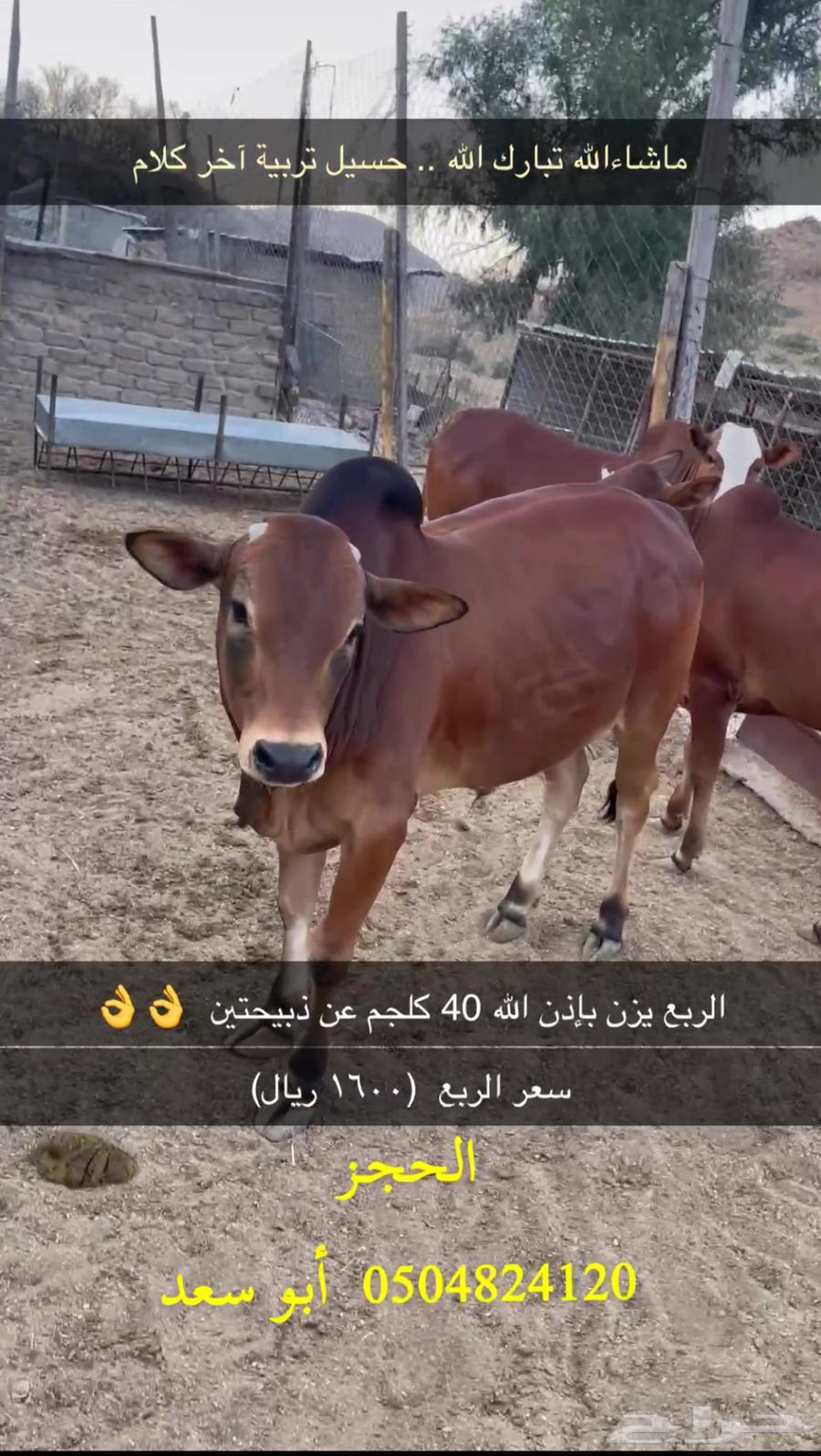 حسيل البيع بالربع63786958563457110