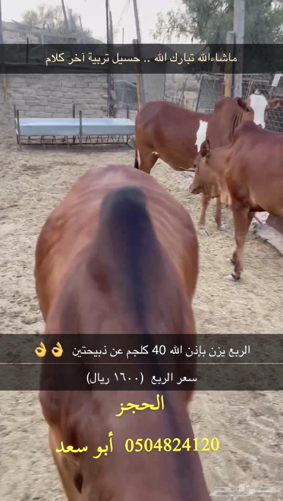 حسيل البيع بالربع63786958563457111