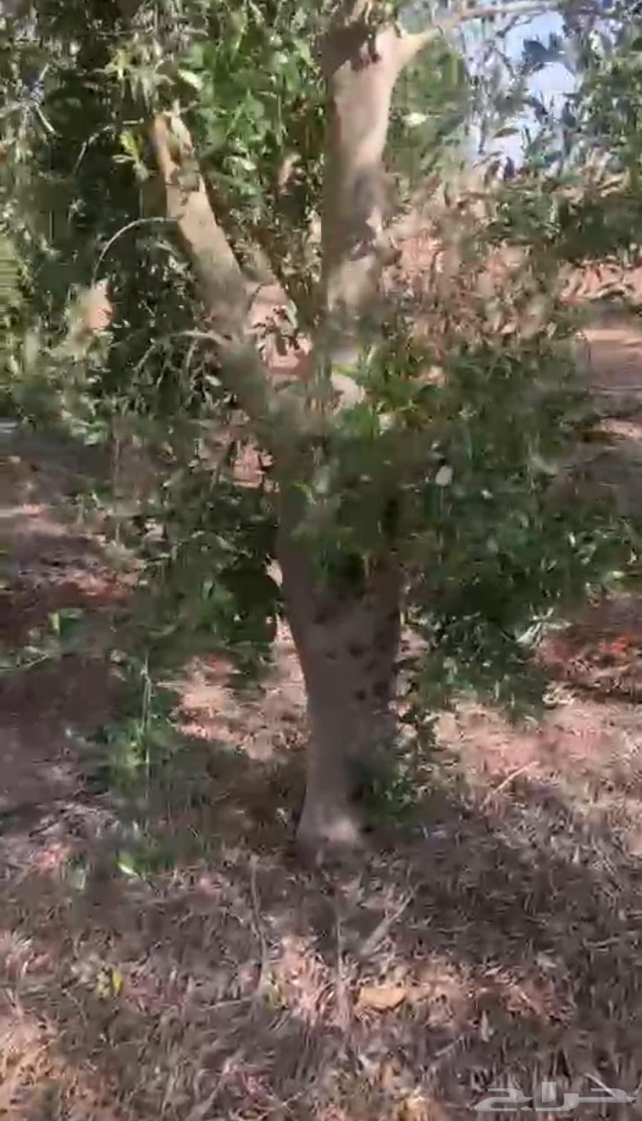 Olive Trees63776302987907113