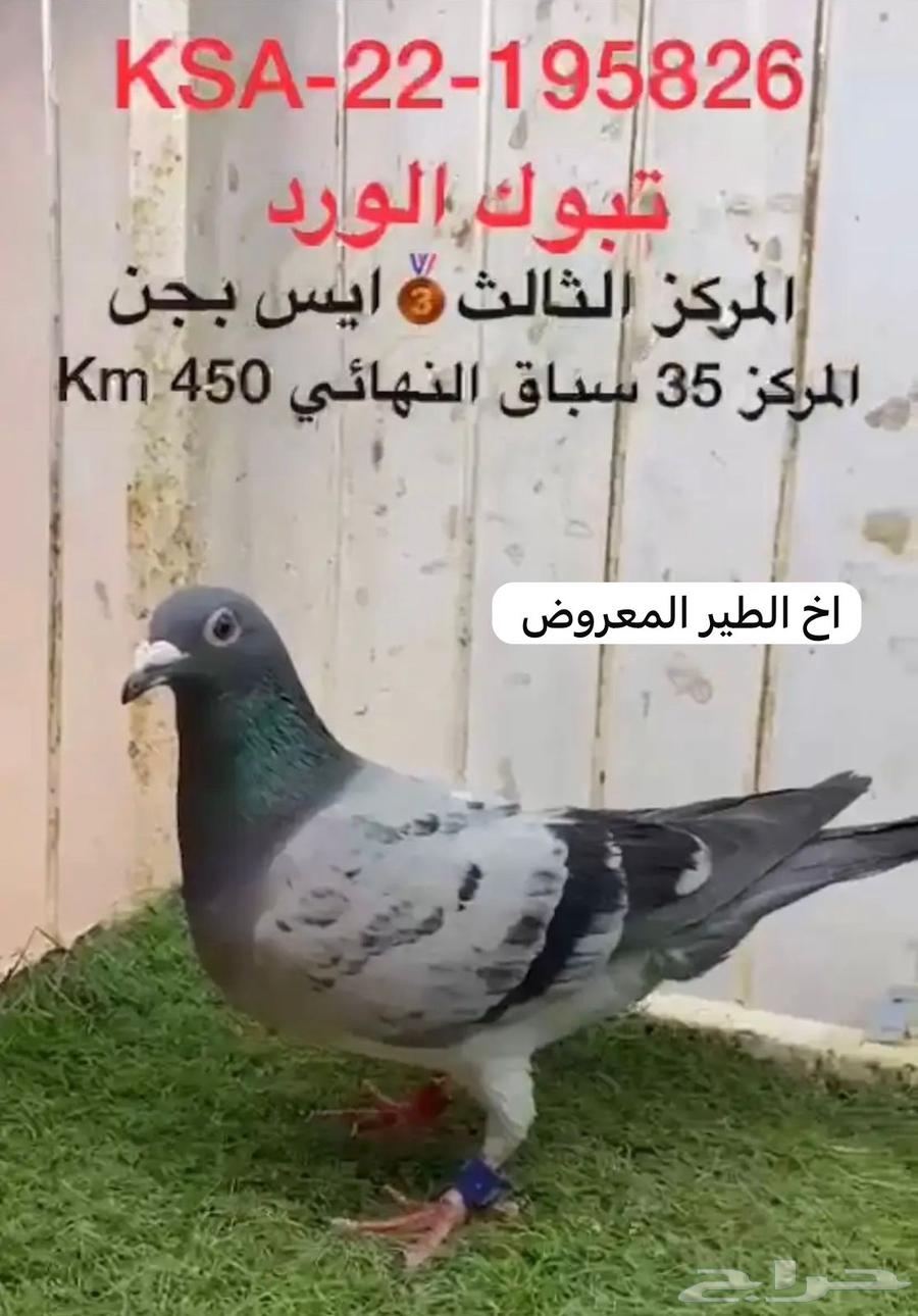 فرخ زاجل - اخ خليص الحجل ذهبي الثالث63778435040257112