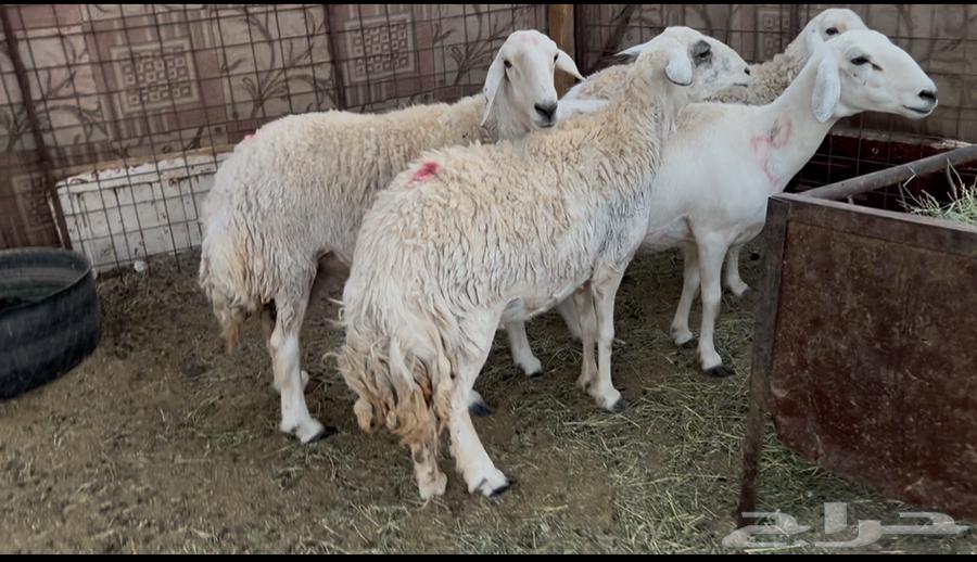 Sheep for sale, slaughtered, with fat and lean meat63786306428033110