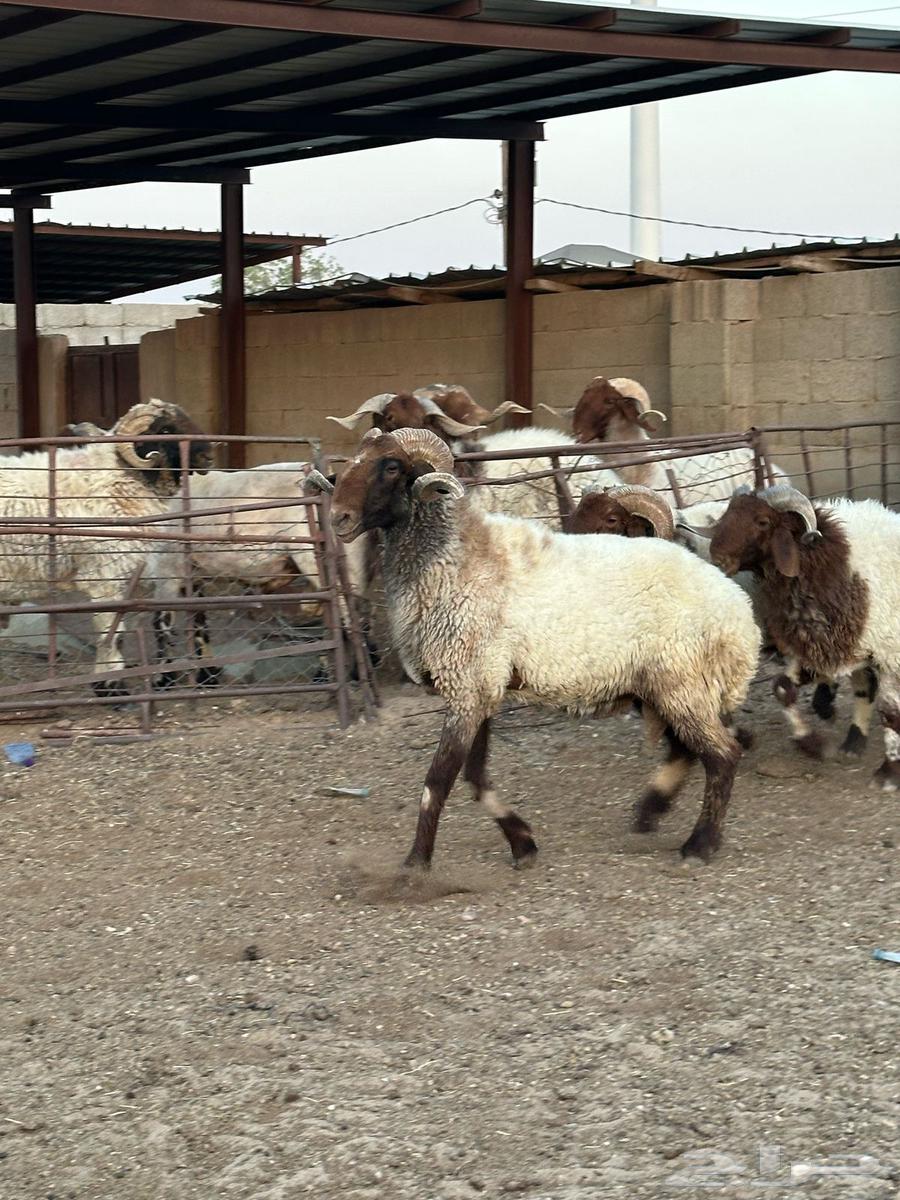فحول أنعيم طيبه اللبييع63776708556290114