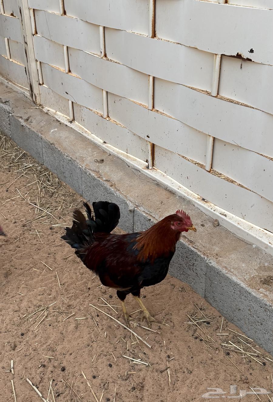 ديك عربي للبيع63777109690626113