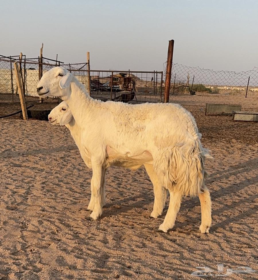 For sale, a high-quality sheep with a ram of the same quality (Sold)63777615791362110