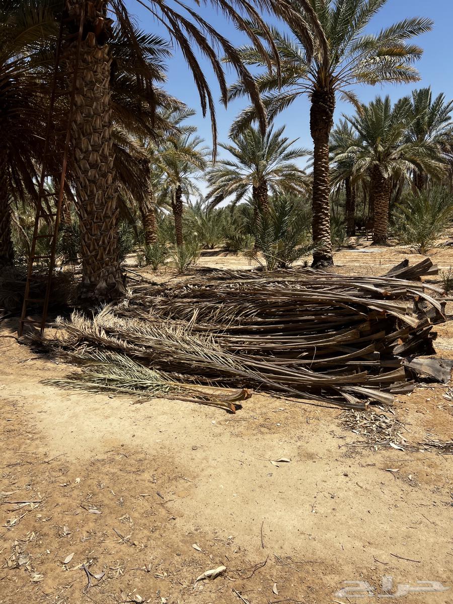 عسف نخل سعف نخل جريد نخل63775897494915110