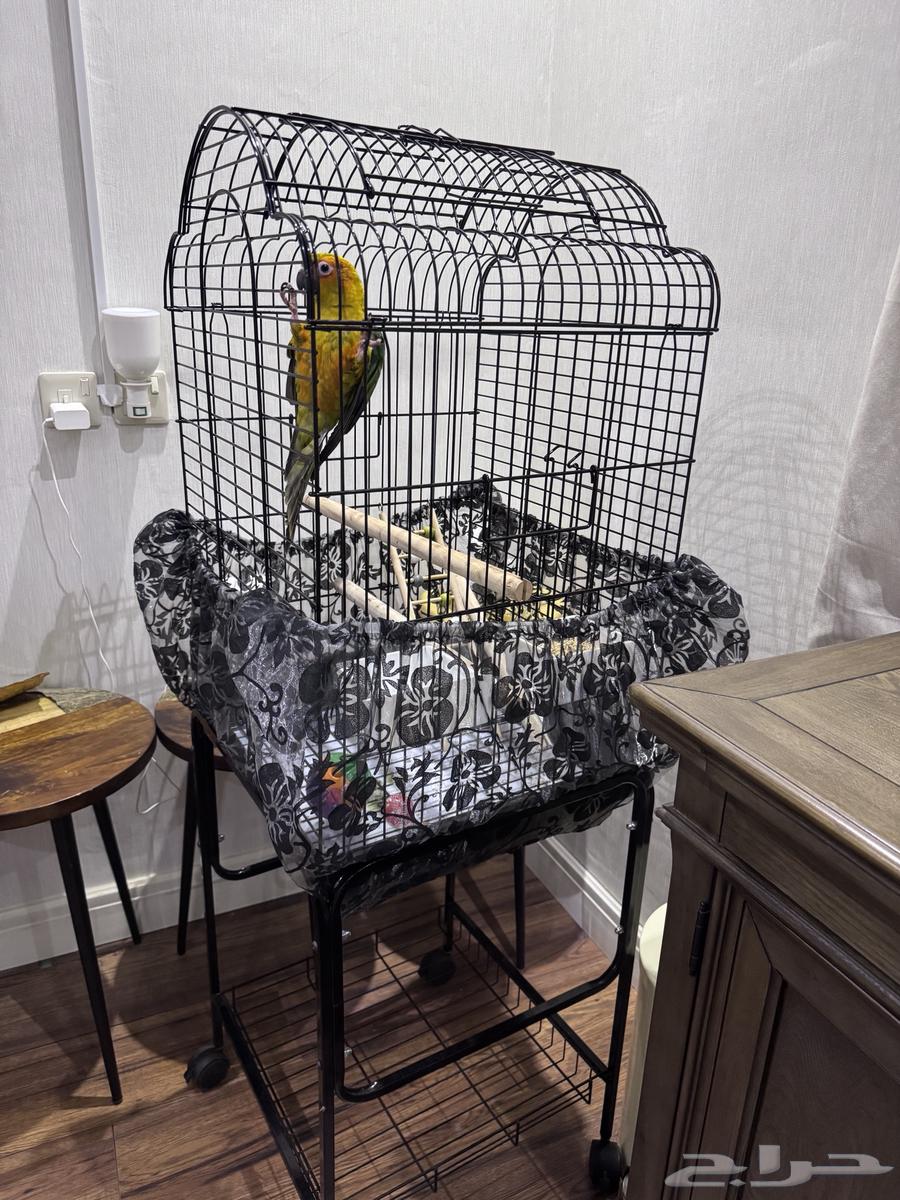 طير ببغاء صن كنيور (عمر 3 أشهر)63785043527042110