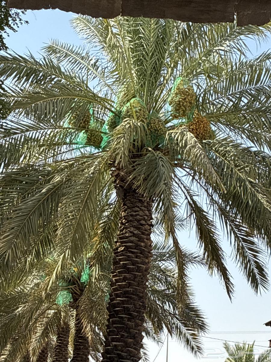 نخل مزرعه للبيع (تمر)63777316475650110