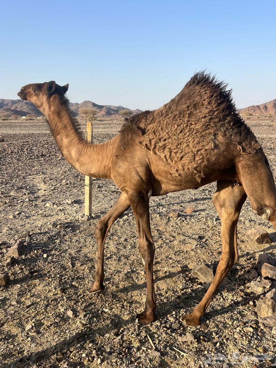 بكره ثنو تحتها بكره ب 10500 تم البيع63777215136259111