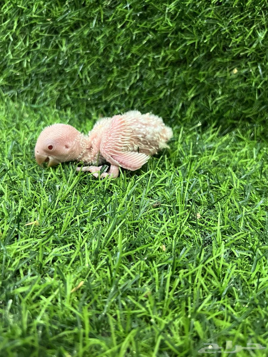 Pigeon squab Ros Albino (Sold)63785989747843110