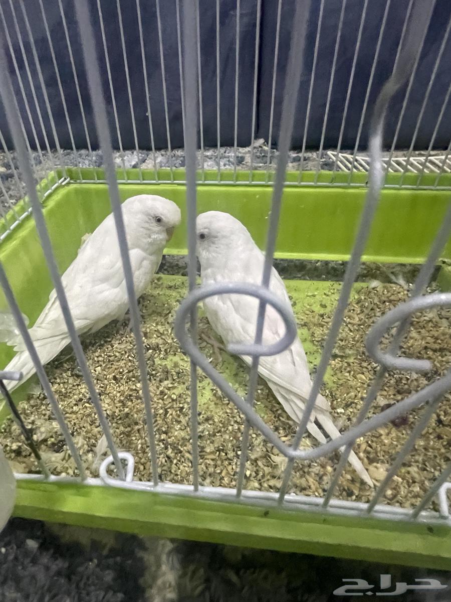 طيور للبيع النوع طيور الحب العدد 2 واتس63774494154113110