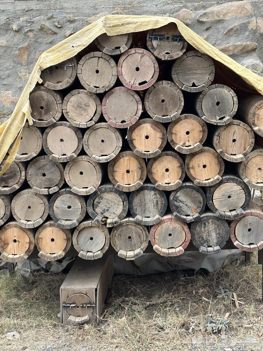 Shamrani-type beehives, 40 very clean cells, and they were previously settled63781599065859112