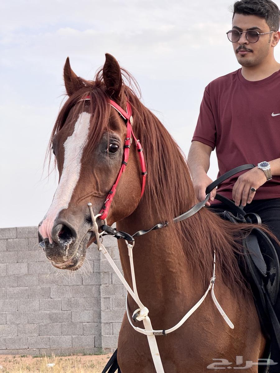 Popular Sheikh Horse63778436774145112