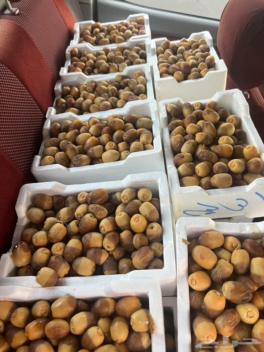 Ruthana Dates, Half Sizes, Medium and Large63776607165827111