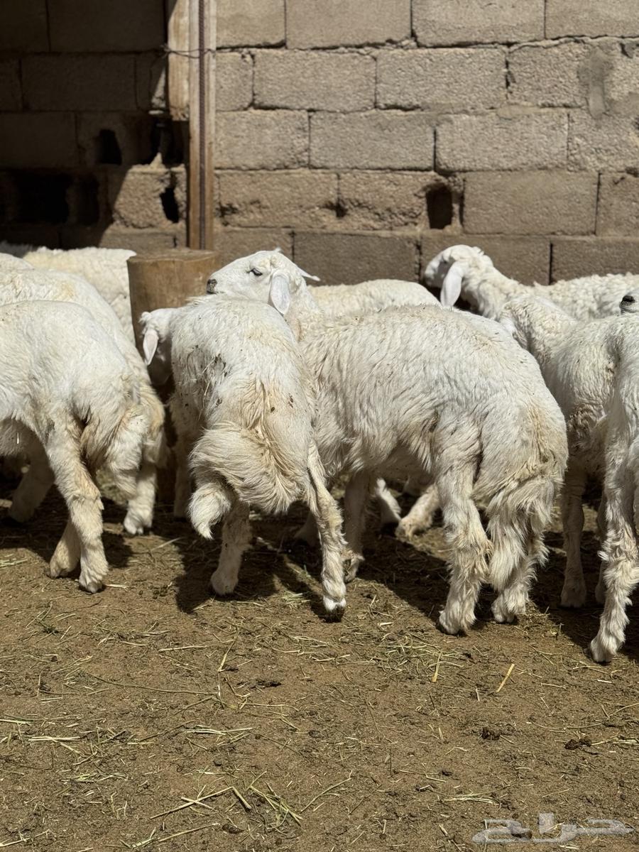 Sheep and Rams63785463222017112