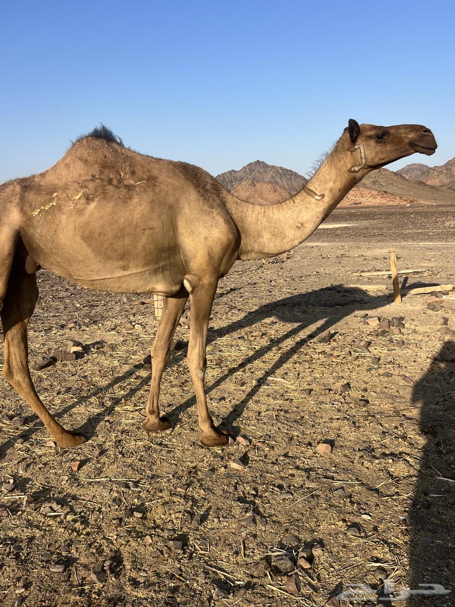 بكره ثنو تحتها بكره ب 10500 تم البيع63777215136259114