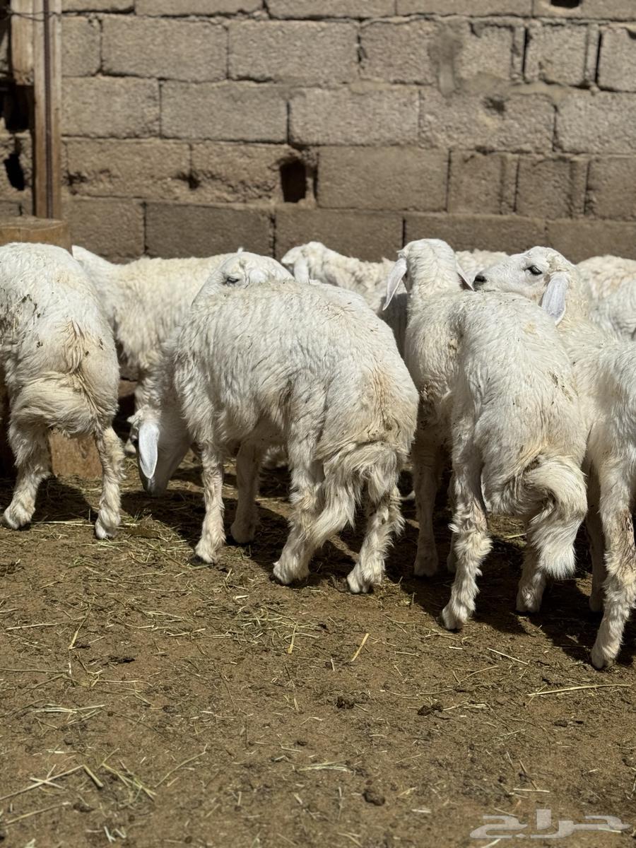 Sheep and Rams63785463222017110