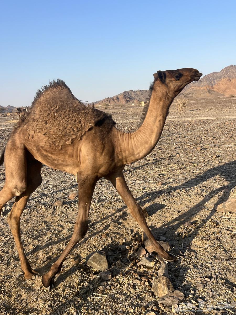 بكره ثنو تحتها بكره ب 10500 تم البيع63777215136259110