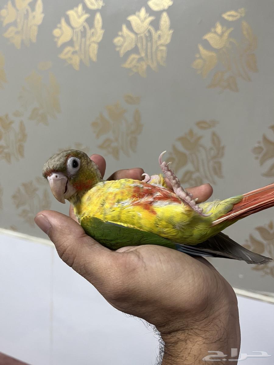 ببغاء كنيور وليف جدا63774303614209111