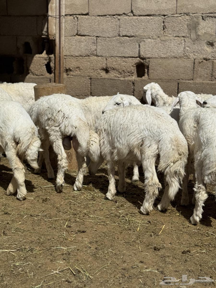Sheep and Rams63785463222017111