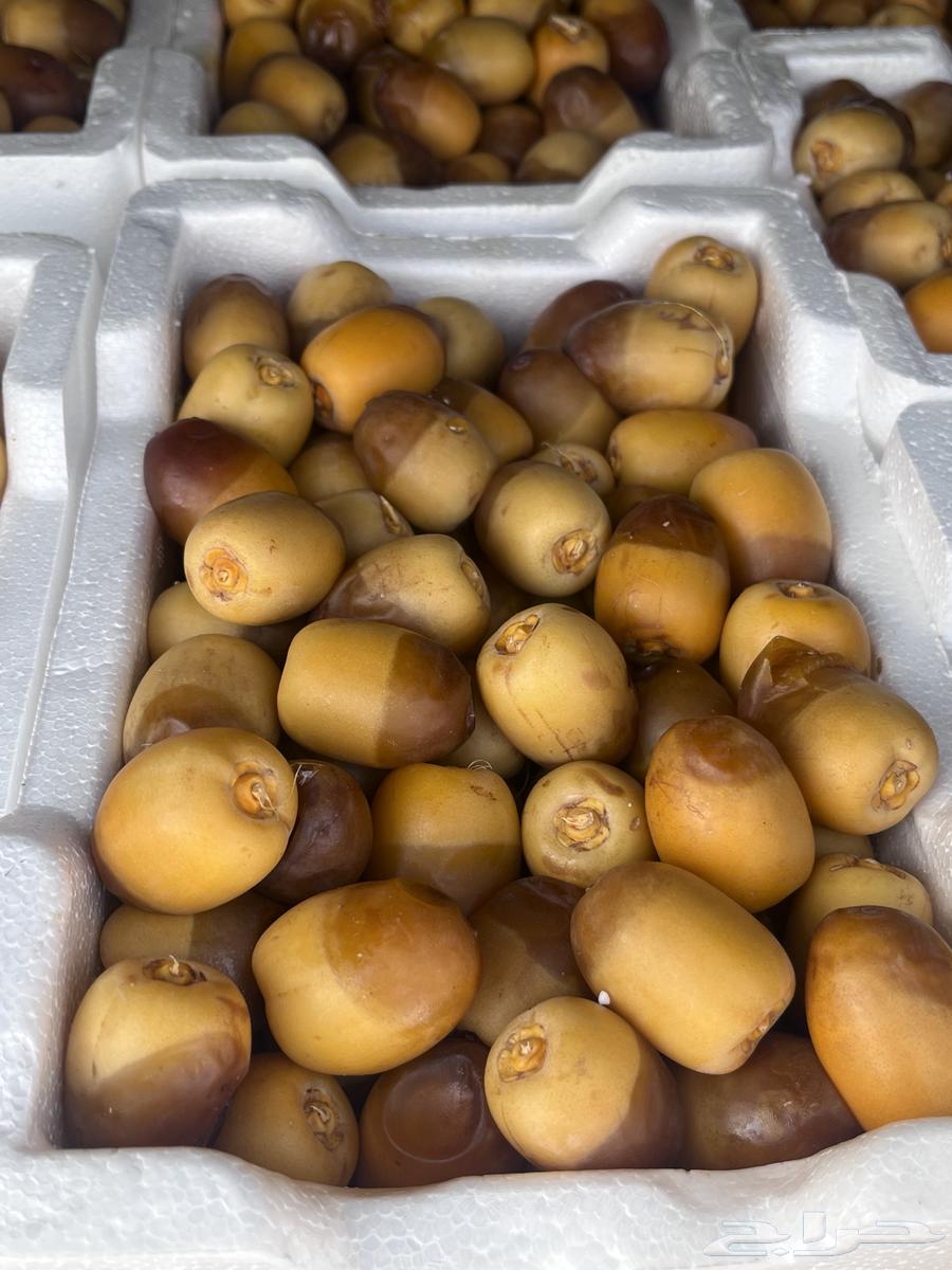 Large clean date seeds are moving63782199406337112