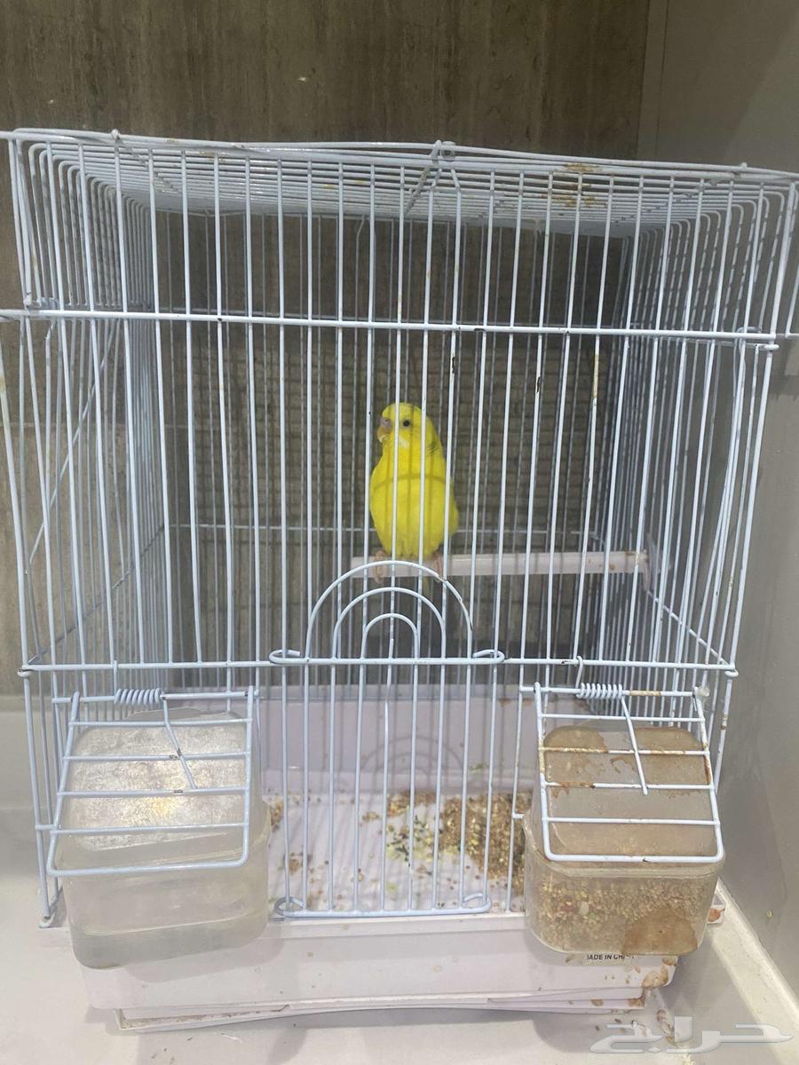 طير حب  بادجي للبيع مع قفص و أكل63780982856194111