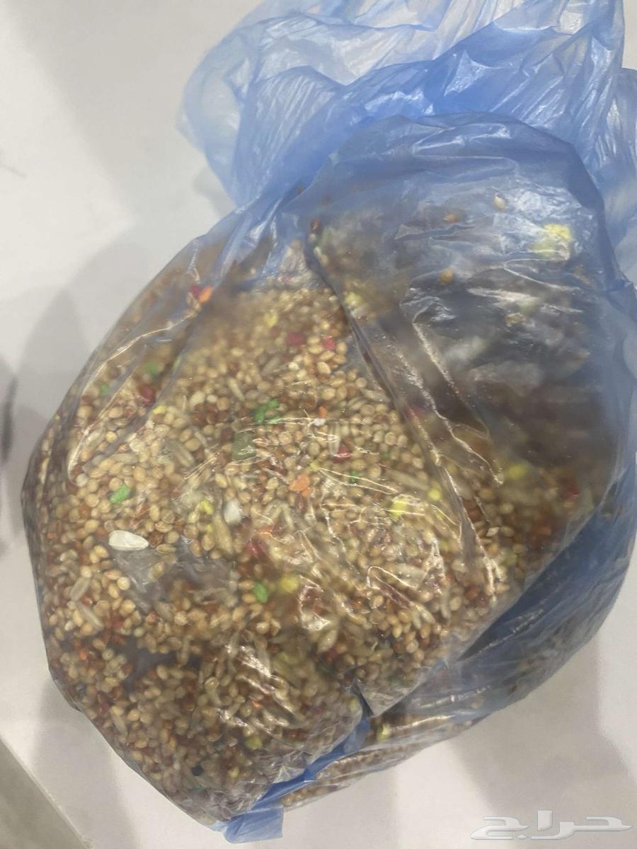 طير حب  بادجي للبيع مع قفص و أكل63780982856194112